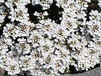 Iberis Semperflorens (fam Brassicacees) (Europe meridionale) (02) (Photo F. Mrugala)